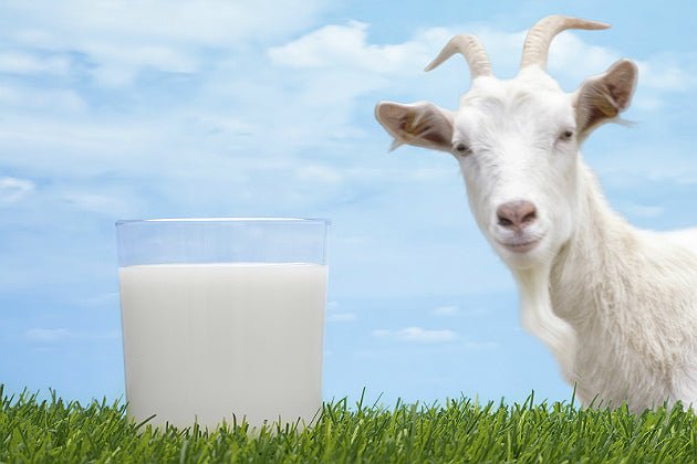 Goat Milk Soaps - SouthernBoySoapCo LLC