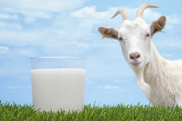 Unscented Goat Milk Soap - SouthernBoySoapCo LLC